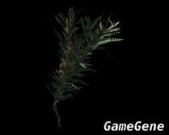 绿色药草