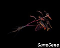 红色药草
