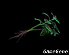 绿色药草